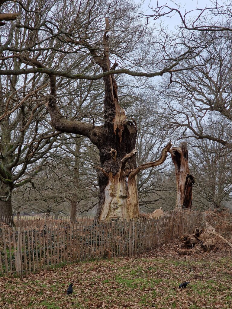 Tree with a face in Richmond Park UK