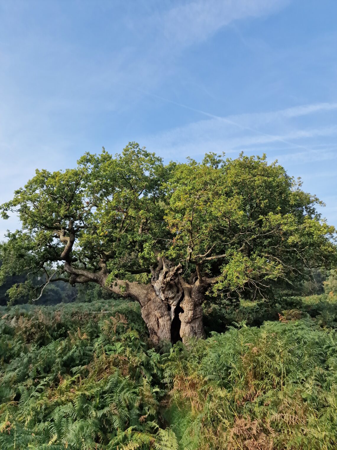 Ancient Oak Tree in Richmond Park, London, UK