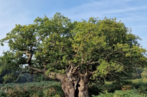 Ancient Oak Tree in Richmond Park, London, UK