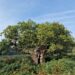 Ancient Oak Tree in Richmond Park, London, UK