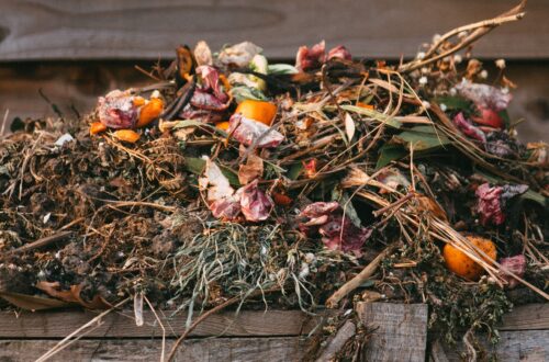 Prepare soil for autumn vegetables