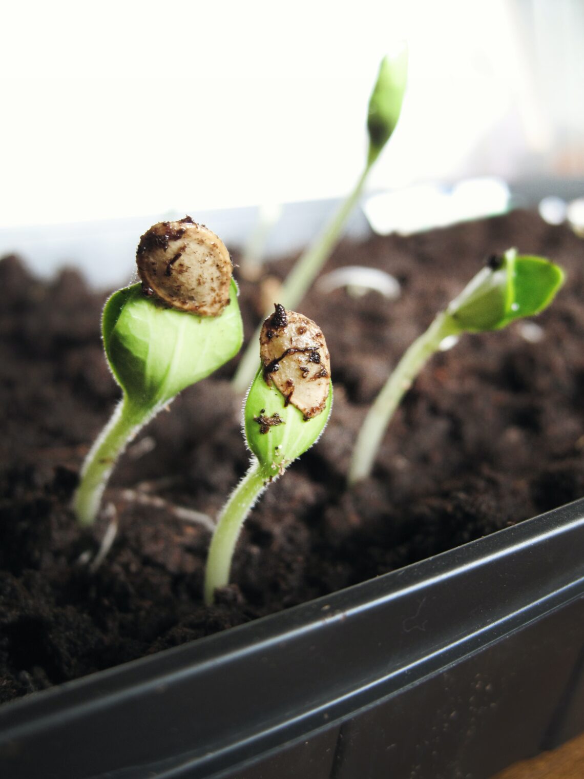 Seed viability testing