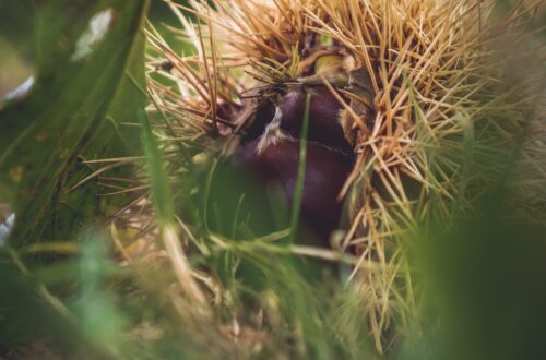 Chestnut tree