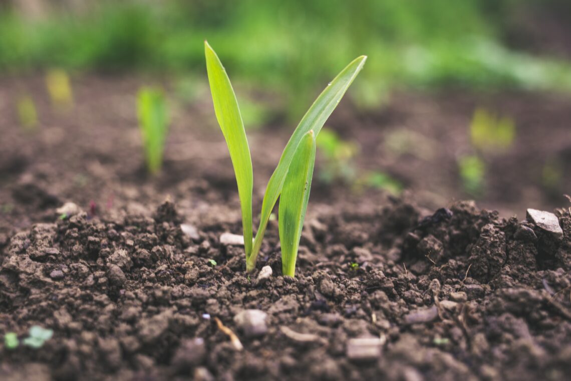 Soil in autumn