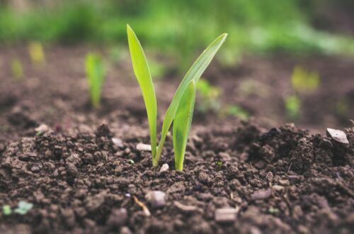 Soil in autumn